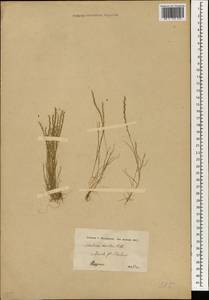Micropyrum tenellum (L.) Link, Зарубежная Азия (ASIA) (Сирия)