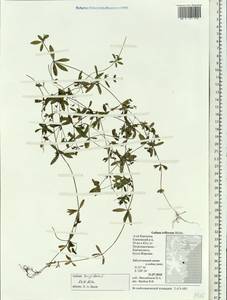 Подмаренник трехраздельный L., Сибирь, Чукотка и Камчатка (S7) (Россия)