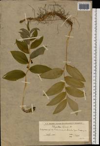 Купена душистая, Купена лекарственная (Mill.) Druce, Восточная Европа, Нижневолжский район (E9) (Россия)