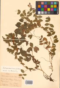 Lathyrus japonicus var. maritimus (L.) J.T.Kartesz & Gandhi, Сибирь, Дальний Восток (S6) (Россия)