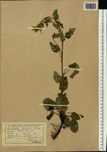 Окопник крымский Willd., Восточная Европа, Южно-Украинский район (E12) (Украина)