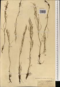 Щавель воробьиный, Щавелек L., Монголия (MONG) (Монголия)