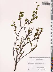 Береза кустарниковая Pall., Сибирь, Чукотка и Камчатка (S7) (Россия)