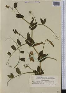 Lathyrus oleraceus Lam., Западная Европа (EUR) (Румыния)