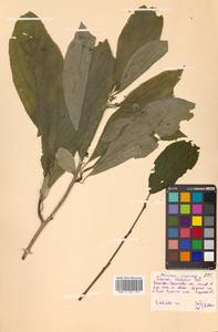 Жестер даурский (Makino) Kartesz & Gandhi, Сибирь, Дальний Восток (S6) (Россия)