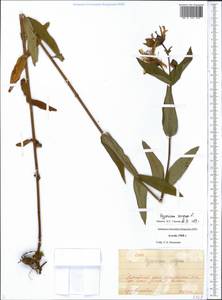 Зверобой большой L., Сибирь, Алтай и Саяны (S2) (Россия)