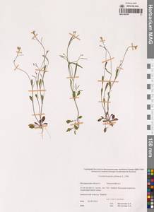 Резушка скальная (L.) O'Kane & Al-Shehbaz, Сибирь, Чукотка и Камчатка (S7) (Россия)