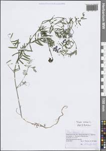 Горошек мышиный L., Восточная Европа, Волжско-Камский район (E7) (Россия)