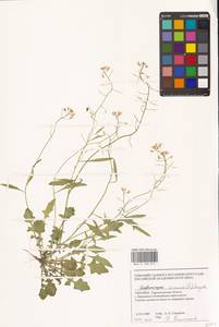 Резушка песчаная, Резуховидка песчаная (L.) Lawalrée, Восточная Европа, Южно-Украинский район (E12) (Украина)