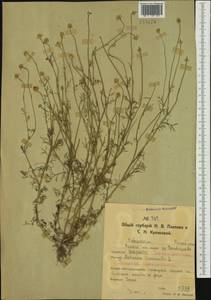 Ромашка ободранная, Ромашка лекарственная L., Сибирь, Западная Сибирь (S1) (Россия)