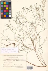 Cynanchica rumelica (Boiss.) P.Caputo & Del Guacchio, Восточная Европа, Южно-Украинский район (E12) (Украина)