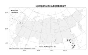 Sparganium subglobosum, Ежеголовник почти-шаровидный Morong, Атлас флоры России (FLORUS) (Россия)