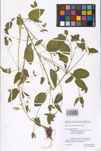 Лебеда лежачая, Лебеда простертая DC., Восточная Европа, Центральный лесостепной район (E6) (Россия)