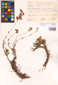 Atraphaxis replicata × frutescens, Восточная Европа, Нижневолжский район (E9) (Россия)