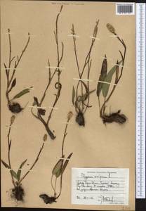 Змеевик живородящий, Горец живородящий (L.) Delarbre, Средняя Азия и Казахстан, Северный и Центральный Тянь-Шань (M4) (Киргизия)