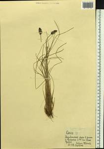 Пушица влагалищная L., Сибирь, Дальний Восток (S6) (Россия)