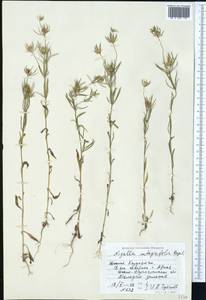 Komaroffia integrifolia (Regel) A. L. Pereira, Средняя Азия и Казахстан, Сырдарьинские пустыни и Кызылкумы (M7) (Казахстан)
