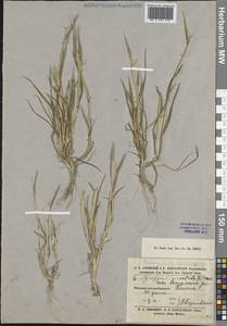 Мортук восточный (L.) Jaub. & Spach, Средняя Азия и Казахстан, Каракумы (M6) (Туркмения)