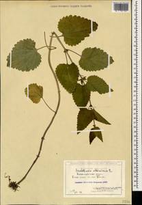 Шлемник высочайший, Шлемник высокий L., Кавказ, Грузия (K4) (Грузия)