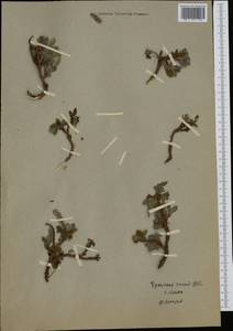 Ива арктическая Pall., Сибирь, Чукотка и Камчатка (S7) (Россия)