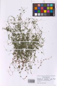 Подмаренник топяной L., Восточная Европа, Московская область и Москва (E4a) (Россия)