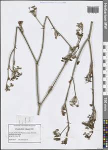 Anethum foeniculum L., Западная Европа (EUR) (Хорватия)