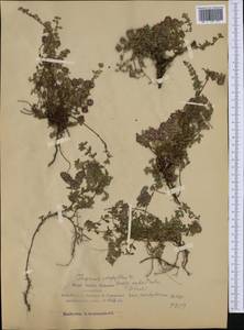 Thymus praecox subsp. polytrichus (A.Kern. ex Borbás) Jalas, Западная Европа (EUR) (Италия)