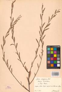 Ива джунгарская Andersson, Средняя Азия и Казахстан, Сырдарьинские пустыни и Кызылкумы (M7) (Казахстан)