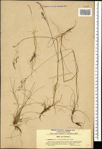 Лерхенфельдия извилистая, Овсик извилистый (L.) Drejer, Кавказ, Турецкий Кавказ (K7) (Турция)