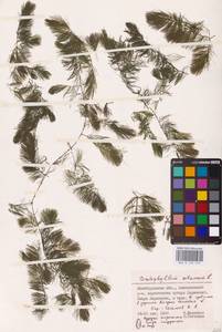 Роголистник светло-зеленый L., Восточная Европа, Нижневолжский район (E9) (Россия)