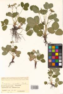 Земляника зеленая, Полуница Duchesne, Восточная Европа, Нижневолжский район (E9) (Россия)