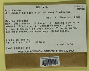 Didymodon patagonicus (Mitt.) Broth., Гербарий мохообразных, Мхи - Америка (BAm) (Боливия)
