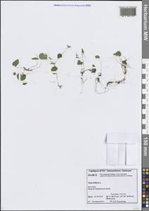 Фиалка двухцветковая L., Сибирь, Центральная Сибирь (S3) (Россия)