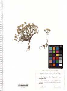 Odontarrhena tortuosa subsp. tortuosa, Восточная Европа, Восточный район (E10) (Россия)