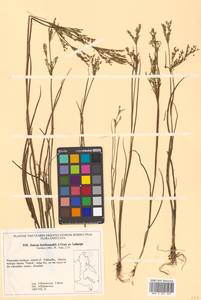 Juncus prismatocarpus subsp. leschenaultii (Gay ex Laharpe) Kirschner, Сибирь, Дальний Восток (S6) (Россия)