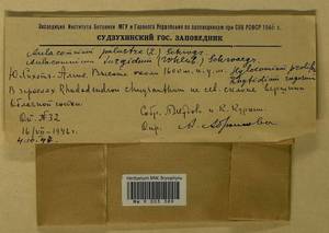 Aulacomnium palustre (Hedw.) Schwägr., Гербарий мохообразных, Мхи - Дальний Восток (без Чукотки и Камчатки) (B20) (Россия)