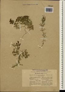 Hexaphylla cretacea (Willd.) P.Caputo & Del Guacchio, Крым (KRYM) (Россия)