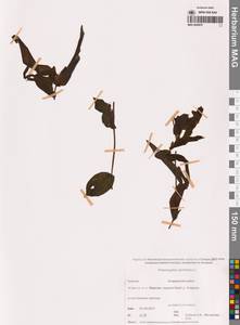 Рдест пронзеннолистный, Рдест стеблеобъемлющий L., Сибирь, Чукотка и Камчатка (S7) (Россия)