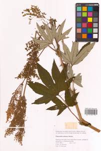 Filipendula digitata (Willd.) Bergmans, Сибирь, Дальний Восток (S6) (Россия)
