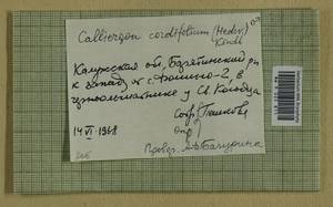 Calliergon cordifolium (Hedw.) Kindb., Гербарий мохообразных, Мхи - Центральное Нечерноземье (B6) (Россия)