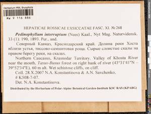 Pedinophyllum interruptum (Nees) Kaal., Гербарий мохообразных, Мхи - Северный Кавказ и Предкавказье (B12) (Россия)