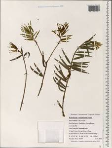 Keteleeria evelyniana Mast., Зарубежная Азия (ASIA) (Вьетнам)