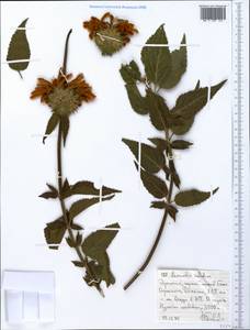 Leonotis ocymifolia var. raineriana (Vis.) Iwarsson, Африка (AFR) (Эфиопия)