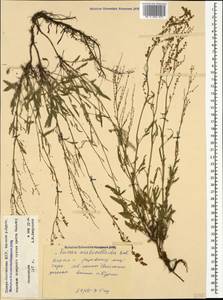 Щавель щавельковидный (Balansa) Den Nijs, Кавказ, Северная Осетия, Ингушетия и Чечня (K1c) (Россия)