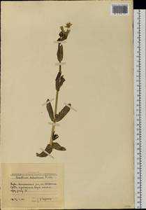 Dichodon davuricum (Fisch. ex Spreng.) Á. Löve & D. Löve, Сибирь, Алтай и Саяны (S2) (Россия)