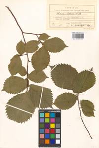 Вяз гладкий, Вяз обыкновенный Pall., Восточная Европа, Московская область и Москва (E4a) (Россия)