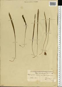 Тюльпан лесной южный (Link) Pamp., Восточная Европа, Нижневолжский район (E9) (Россия)