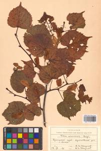 Липа амурская Rupr., Сибирь, Дальний Восток (S6) (Россия)