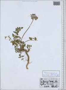 Семеновия заилийская Regel & Herder, Средняя Азия и Казахстан, Северный и Центральный Тянь-Шань (M4) (Киргизия)