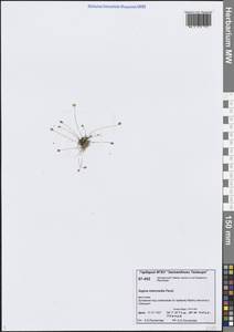 Мшанка снежная (Lindblad) Fr., Сибирь, Центральная Сибирь (S3) (Россия)